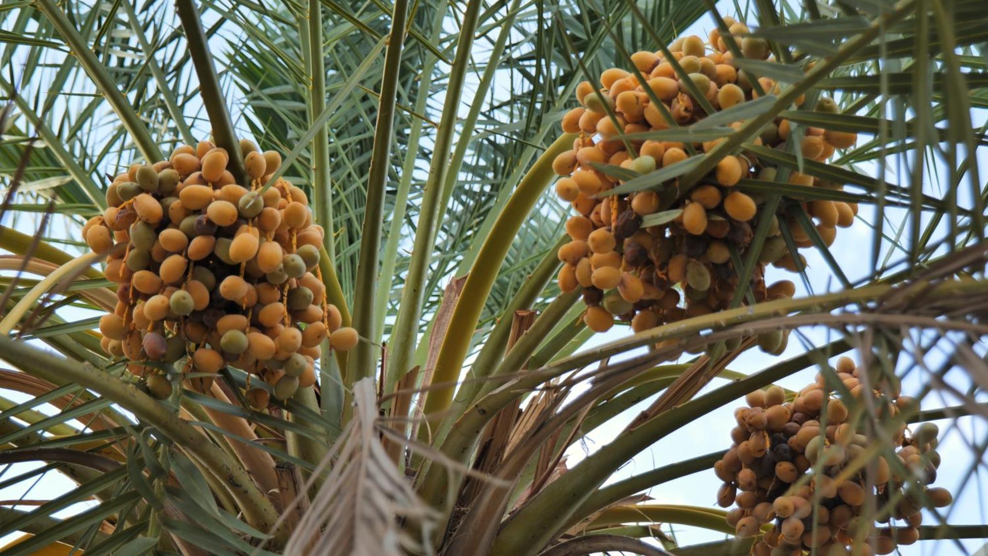 Palms Residence Inn دار النخيل Nizwa Exterior foto
